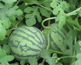 孕妇可以吃毛瓜,毛瓜助力母婴健康