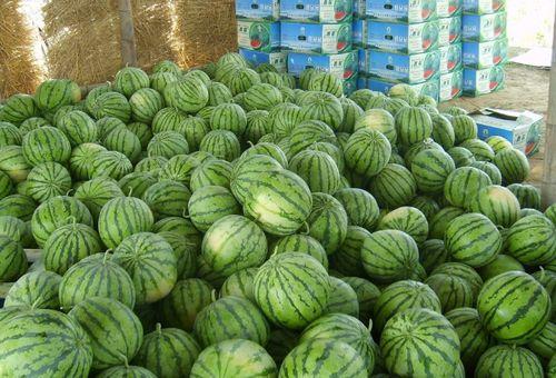 绿萝吃瓜,与瓜果共生的生态奇观