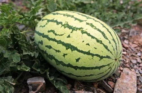 木斤瓜怎么吃,解锁美味新体验