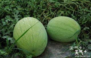 吃瓜小基地,网络舆论场中的热点追踪与真相探寻