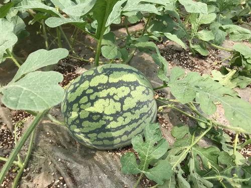 吃瓜小基地,网络舆论场中的热点追踪与真相探寻