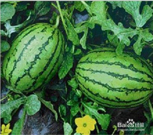 吃瓜水果网址,带你领略水果界的缤纷世界